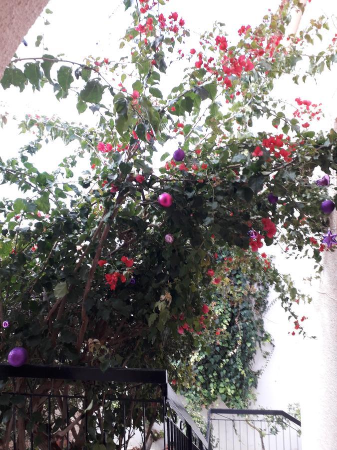 Aegina'S Flowers House Buitenkant foto