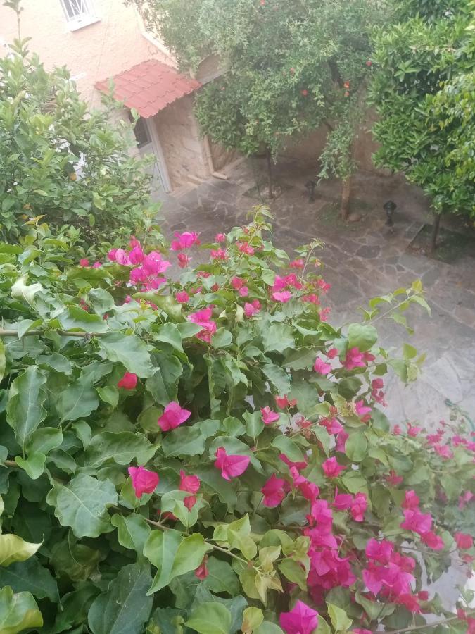 Aegina'S Flowers House Buitenkant foto